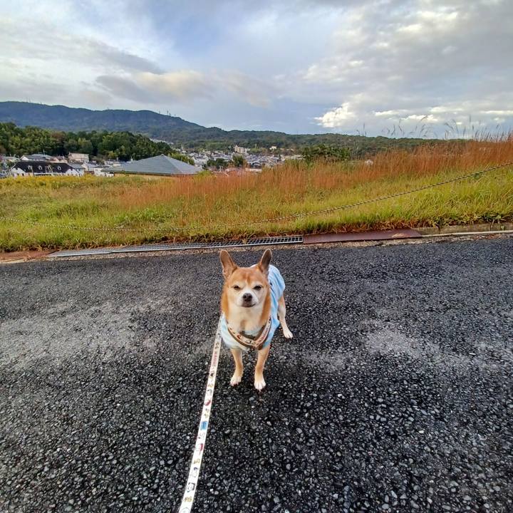 9264ff1b 1f26 4ef2 a19f c17ace328c8f 1762384176310