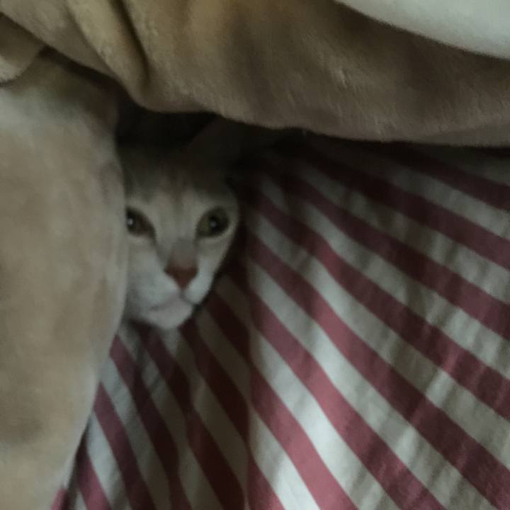 92699e03 d5a7 44ea 8186 4145e0a96fd9 1507937051216