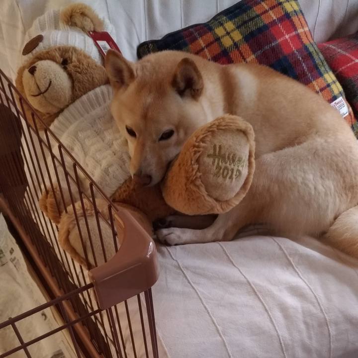 926d4a94 077c 4fde 8719 b229b3193d43 1606778431166