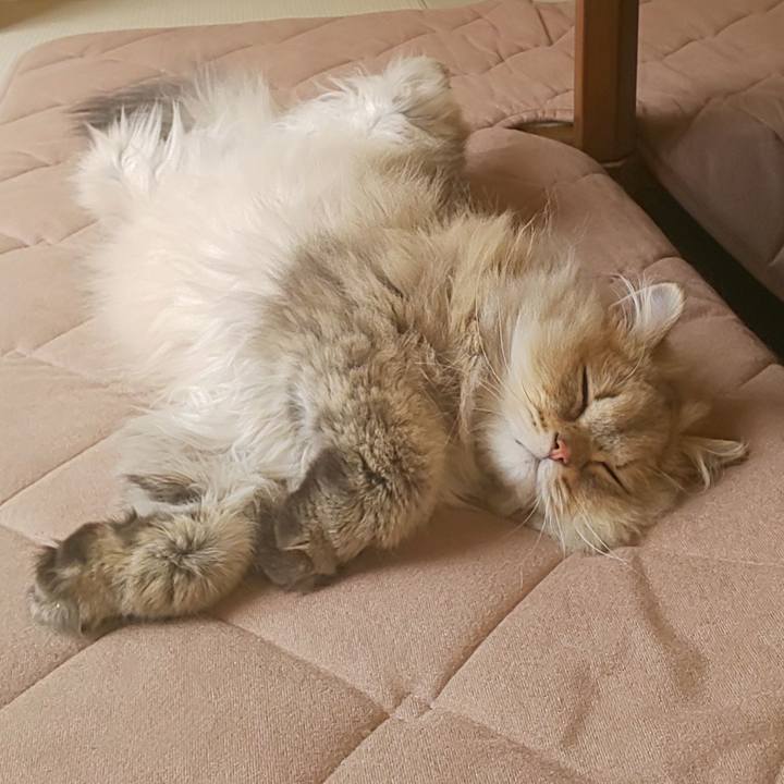 926e16d8 ad8e 463b 9c2b 9faebc134ba8 1589755931908