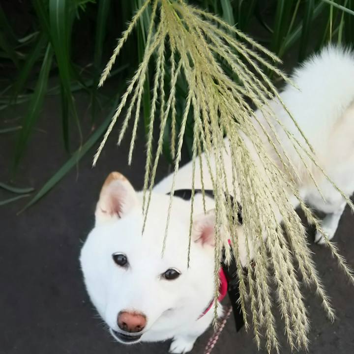 926ed3d3 2dbb 4336 b813 c9aaedd30c23 1535881550845