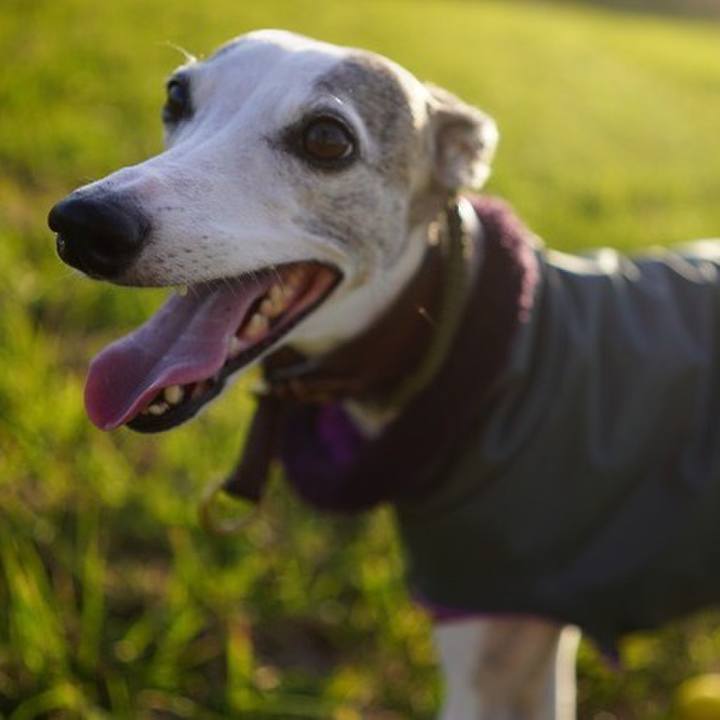 926f4e55 974b 437c 9ac8 53e278d025c2 1544699372862