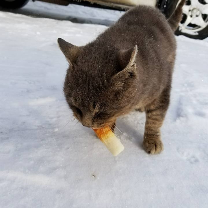 927109a6 1750 418f 9e72 a682dd5eceda 1517873444061