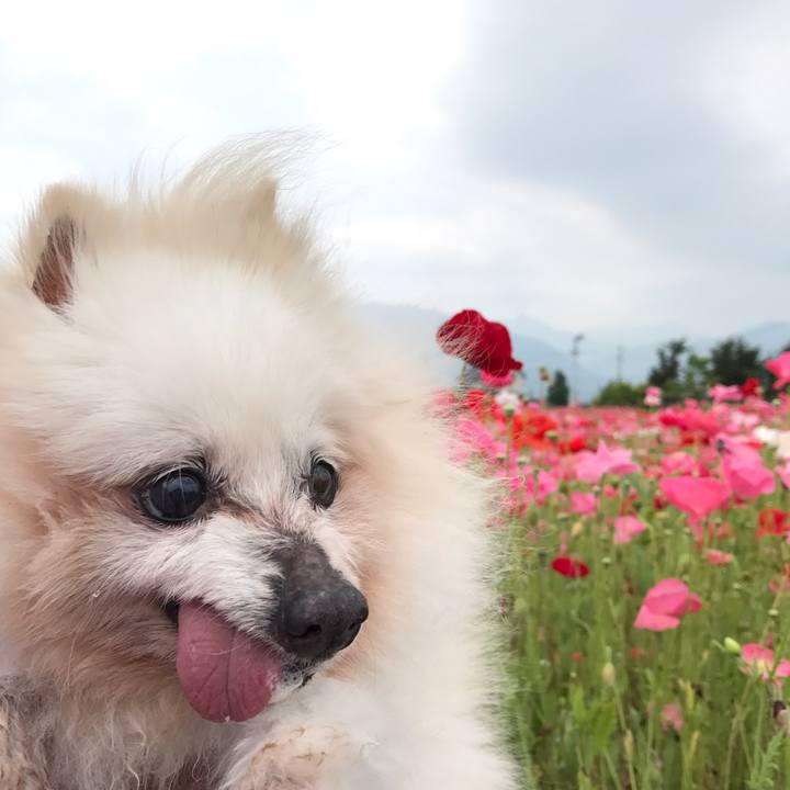 92732aad b77f 41d8 9df1 762a2239734c 1527066092689