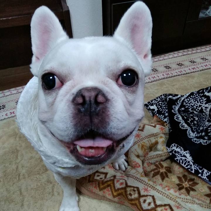 92754a03 68c8 452a a99f f5b986768bb2 1575711834662