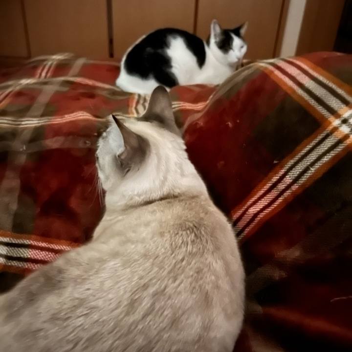 9275d19d c474 4a21 a99d 88e5a0bc9a73 1740148227278