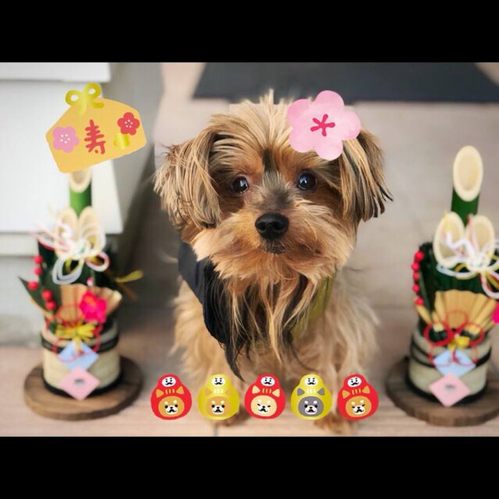 92774d0d 2653 494d b97d 046ceb2e9fc8 1514758021749