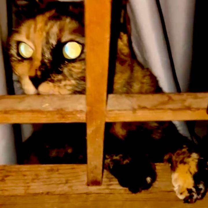 92775572 941d 4df3 89c5 8b1d7654430a 1733594698939