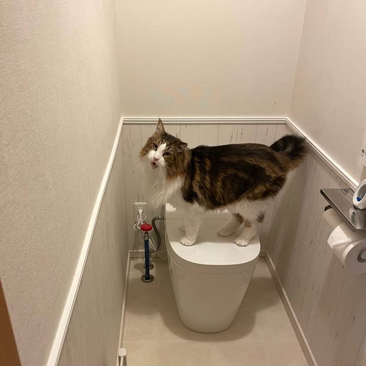 9278d8ea 0da6 452b bce9 028efe4cf4c3 1728503705481