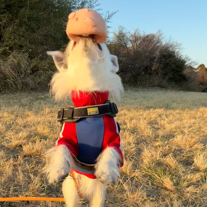 927c8a61 7096 4b8c b117 d938b3084283 1768562624280