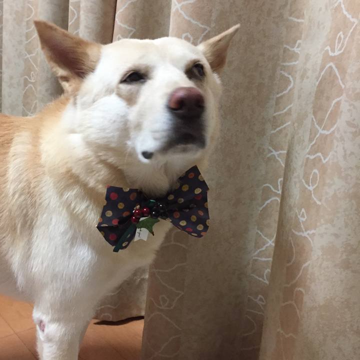 927eded0 4d32 406e 962f fb49dff440d6 1509967564701