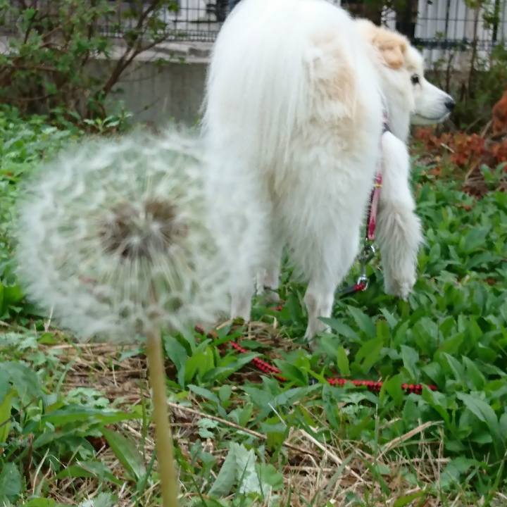 927fef85 1dad 40aa 895f 90652cd6f9be 1508019025488