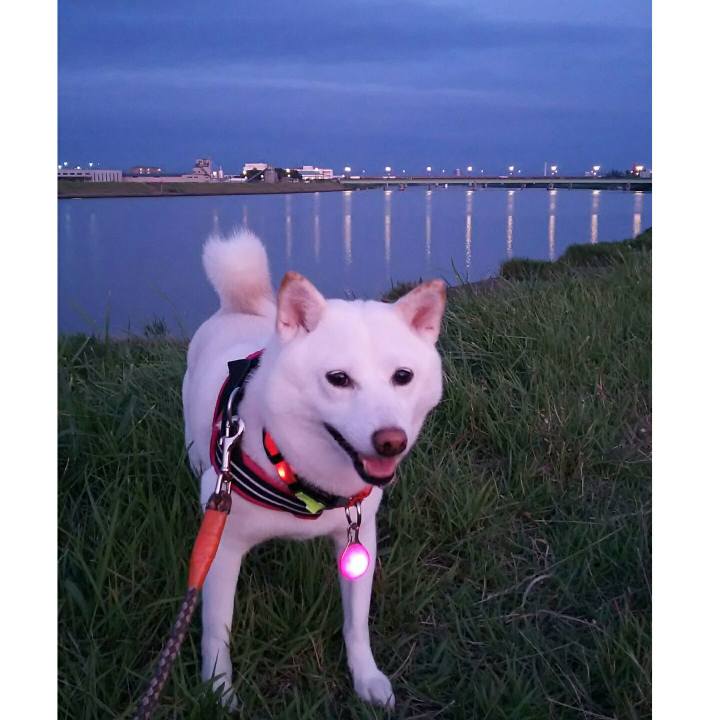 92808e5e 830c 4ead 91f9 9d05ead774c7 1564484569529