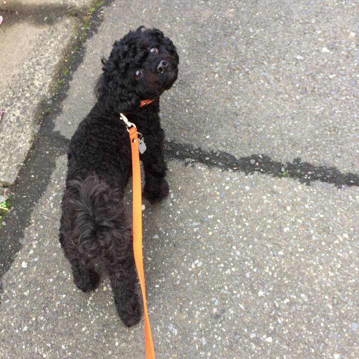 92817faf a09b 48bc 8762 813aedff8915 1509757020574