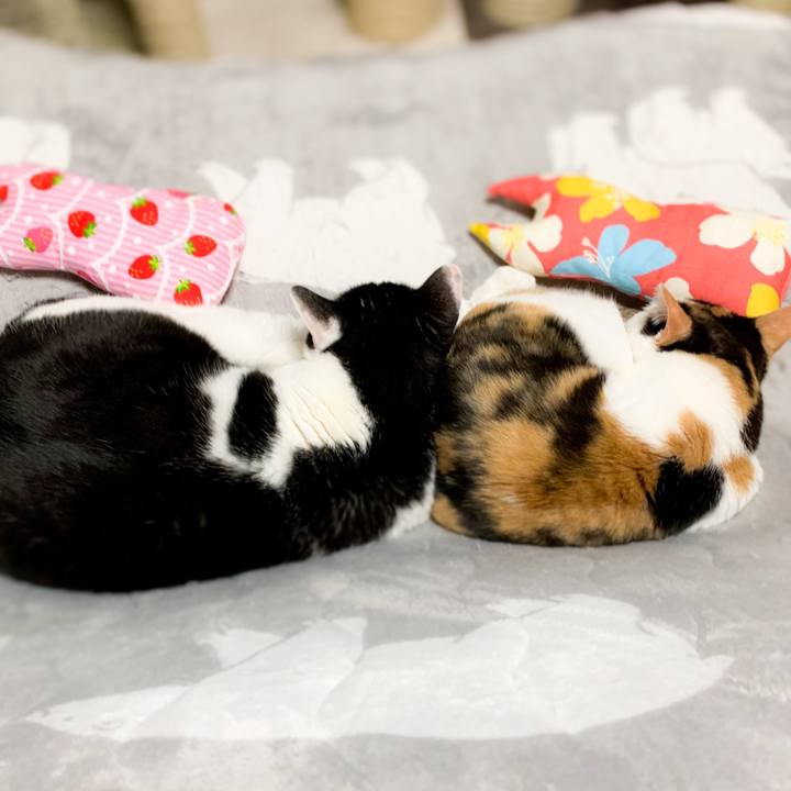 9283463c cb24 451b 916e 6846b49220bf 1586311971708