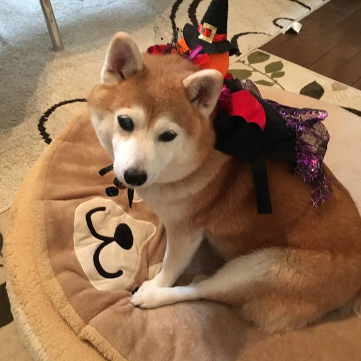 92844845 6eea 4e4a b061 d36a30074b81 1540971300753