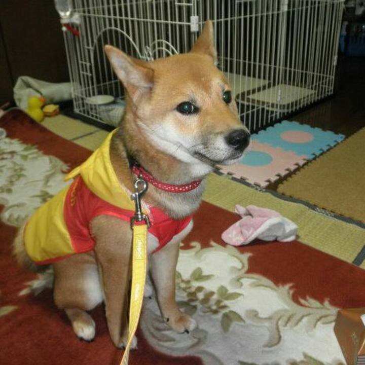 9285fcbe a6d4 4639 b039 425480aa0ff5 1513650661999