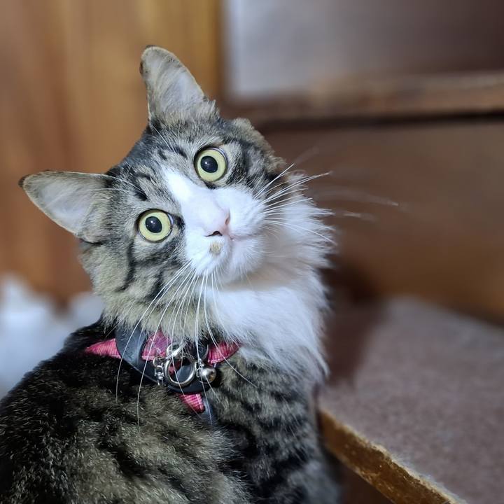 92884e0d 2ff4 42cf a105 3487508d8a4c 1767269682026