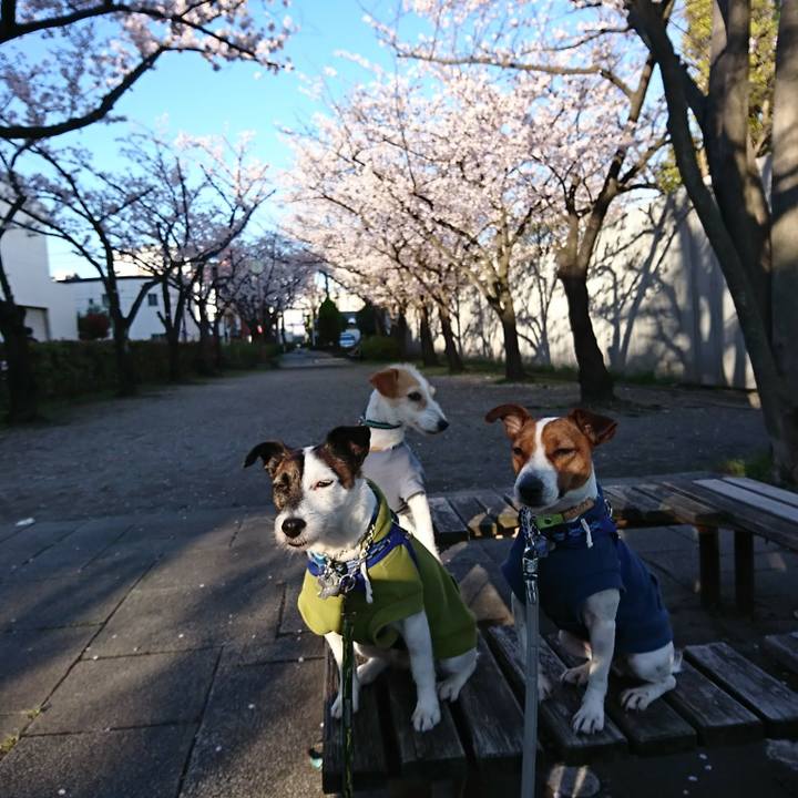 9289e327 6e2e 49f1 8244 d445b8e1c72b 1554071496283