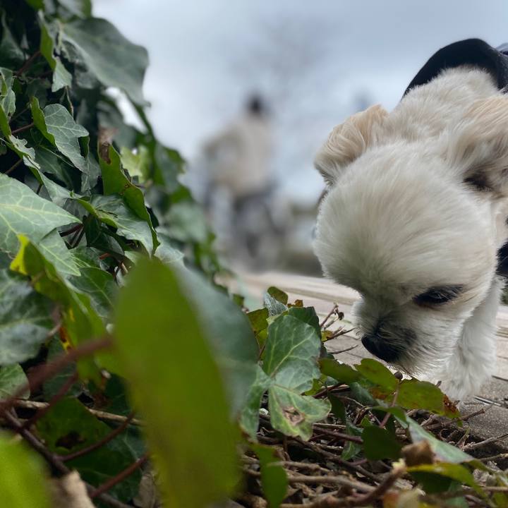 928ab0a2 d2fb 4fa4 a309 e758dd72eae5 1576203643268