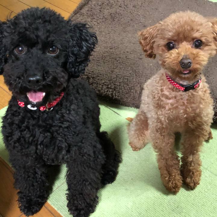 92939c6e 87ce 4863 9ea0 91a747e4dca4 1556519682275