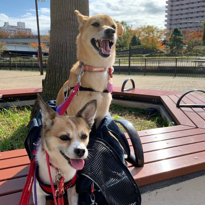 929c76b7 1859 4666 8da8 3d56b836e2b7 1573783832970