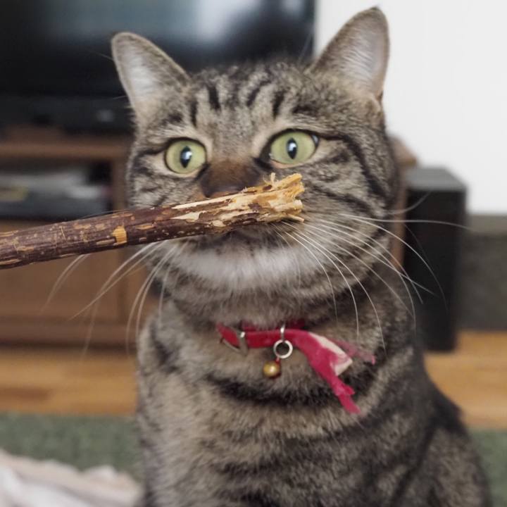 929f1b03 fb02 40df 8c17 03ba10a791dd 1610970888364