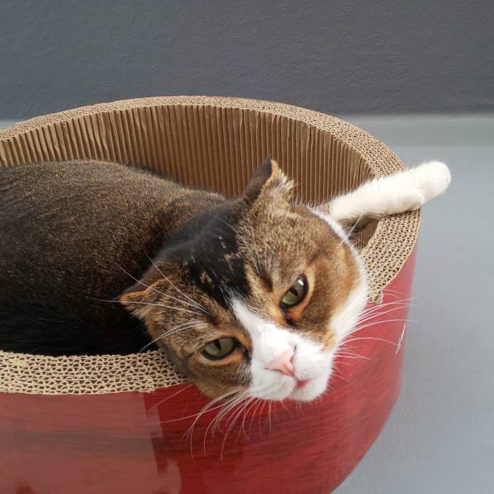 929fbe7f 61c1 47d3 8d78 8129439233cf 1589500001150