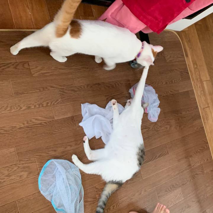 92a1ffce 4463 4530 a807 83ea2f4b736b 1565411039847