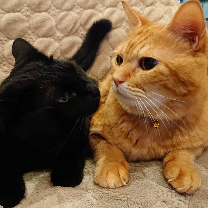 92a8139e c2e0 4546 a48f 33fb9ba25d05 1573219683081