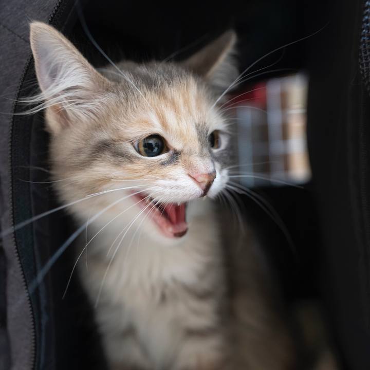 92a882fe 52f9 4adb ba16 a9cd68ff1c3c 1537355777572