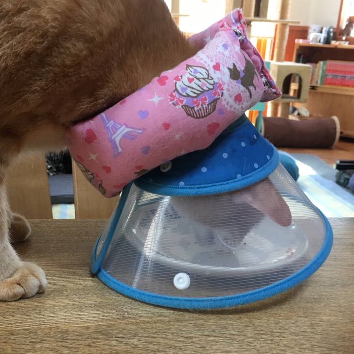 92a92f30 e75c 4bff 9e6c 63e96c8e0ba9 1531730588841