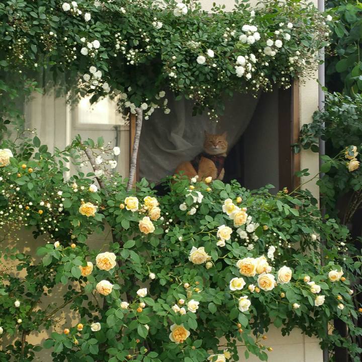 92aa2cfb e532 43c4 83ce 8c32978da4d6 1527636369920