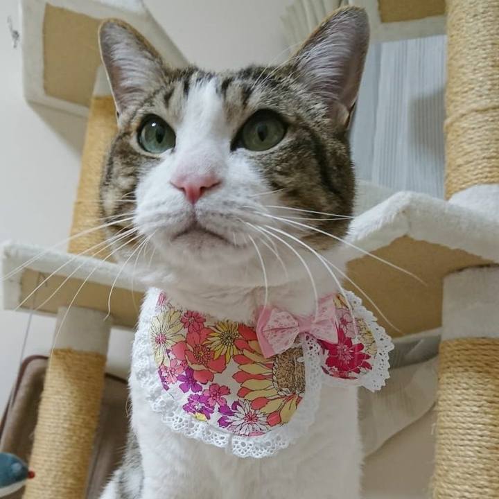 92ac245e 76e1 4e85 aa6c a87dfaa6e2dd 1552137438327