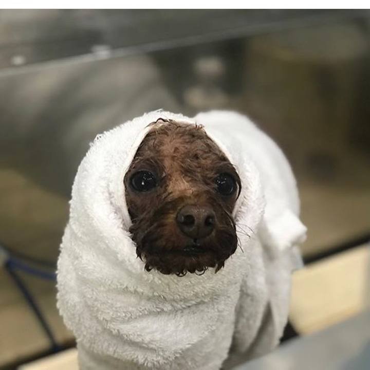 92ad4033 bead 4cc6 9feb 16f9ba7b1f9a 1535862641273