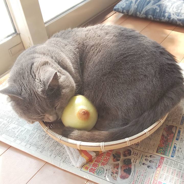 92ad9493 2407 4cf4 87d7 596d0876923b 1552622542311