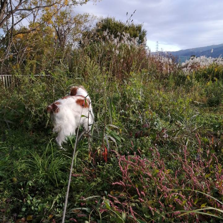 92af0158 b8be 4f24 9def 142f5c633793 1605138565292