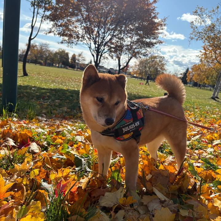 92b542cd c385 4158 a242 a6698ad0ec13 1762318292462