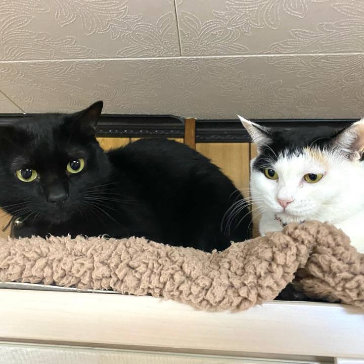 92b84cd4 409f 402b a363 83ce06cab62e 1698795406487