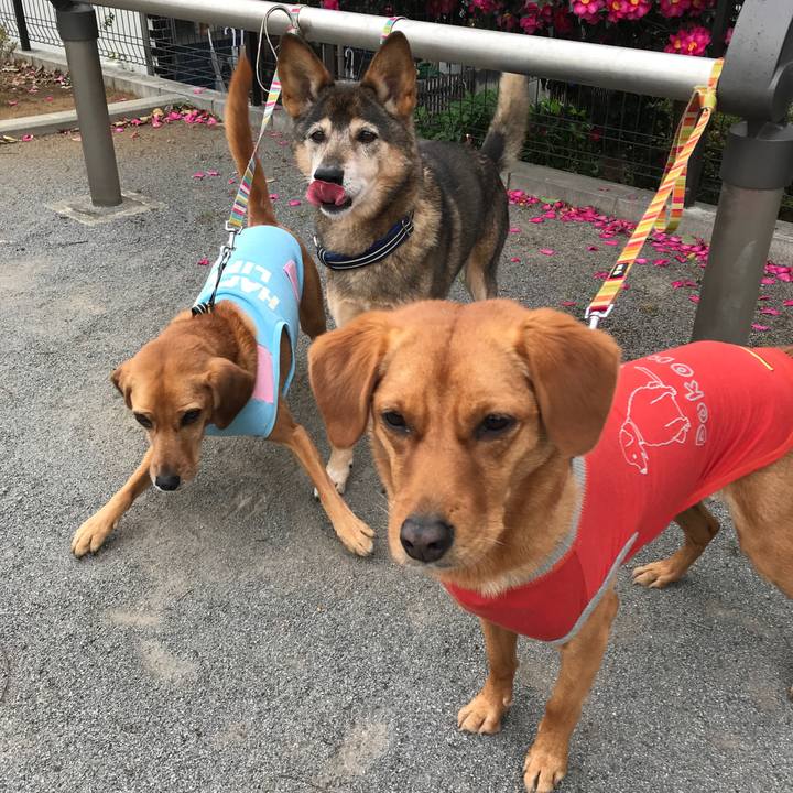 92b97c5a fb8e 4d5d 9ddf 9e040f46190a 1543794473494