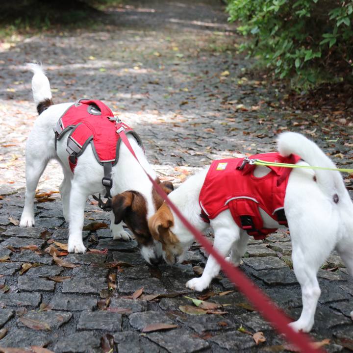 92c10077 c758 4b83 b52e 29ba91ec44e9 1529819549830