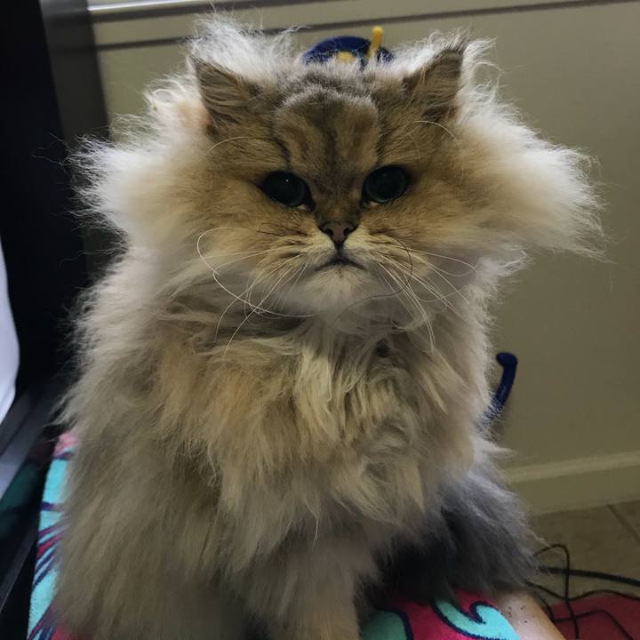 92c13e15 b26c 4eed b401 9cf8e8e34c18 1519455740444