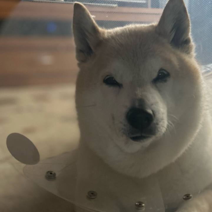 92c3d81b 87e7 4704 b484 650f00fdbc4b 1740643666368