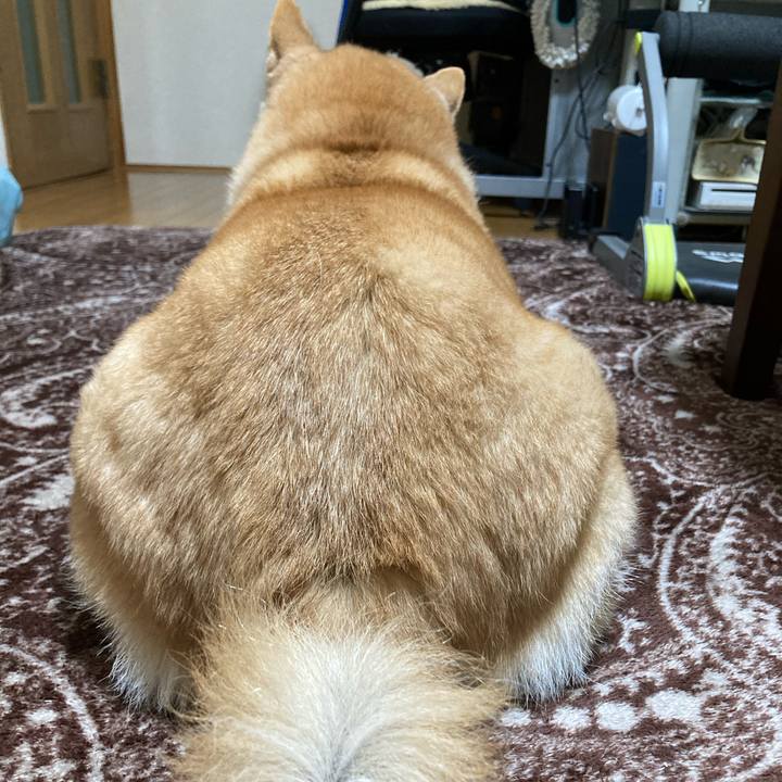 92c61734 4a80 416b b679 83469123ed94 1615983650776