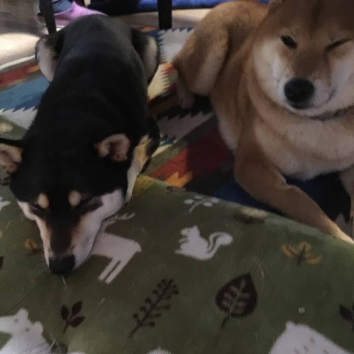 92c6e31f 7a69 43d4 8fd8 f0af1849540f 1514113342630