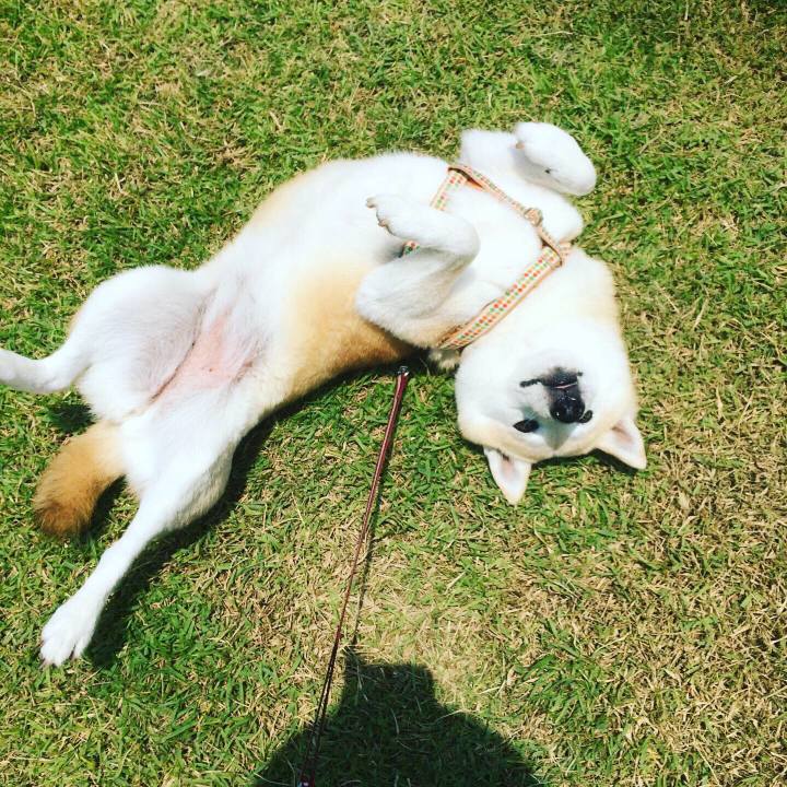 92c91f19 7e91 477c bc5c 8c66ca3535bf 1591521852312