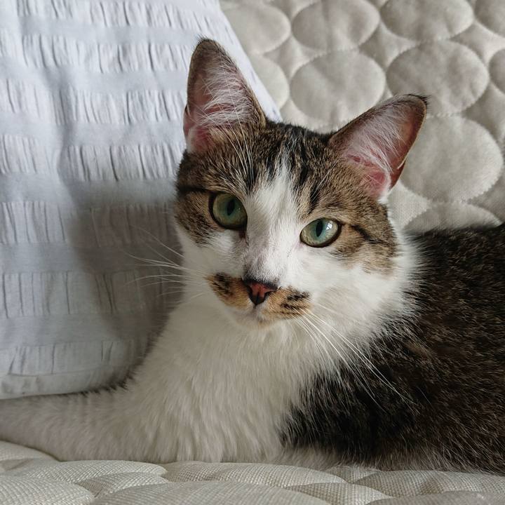 92ca1c9d 4fa4 4bbc 988b 865534f37402 1594171797242