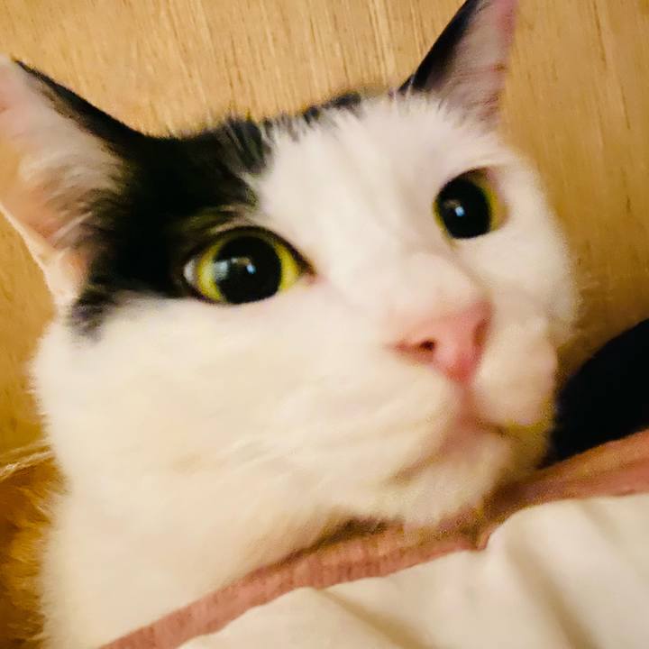 92cb7f8f 0ada 42a9 bce5 35bdeaf0f924 1748443331004