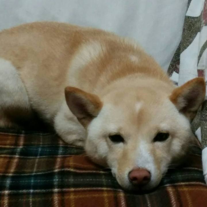 92cca326 38d3 4031 b9fc fd31b3809882 1513950689181