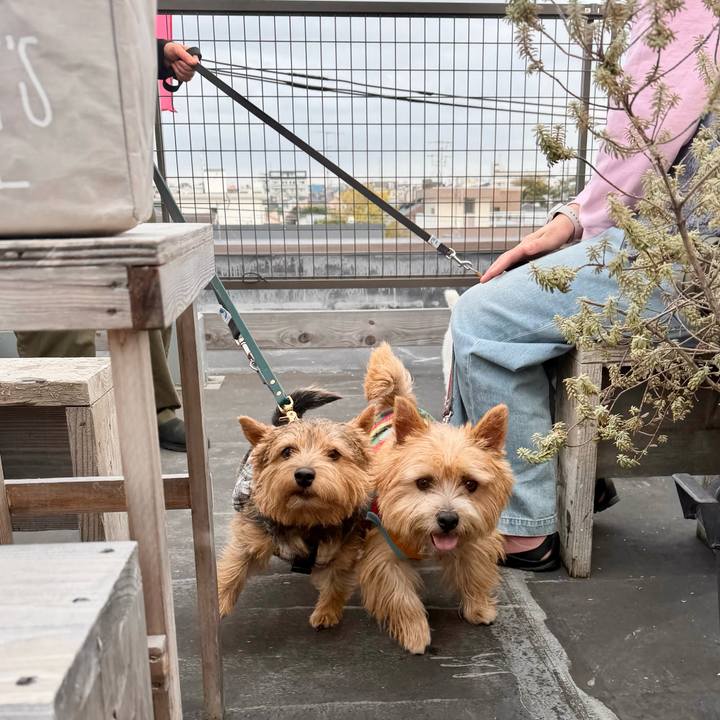 92cf8519 66a5 4cc2 a83e 4a69ba4072d3 1763995223903